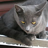 ikonokof аватар